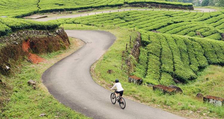 Fietser op een bochtige weg door weelderige groene theeplantages.