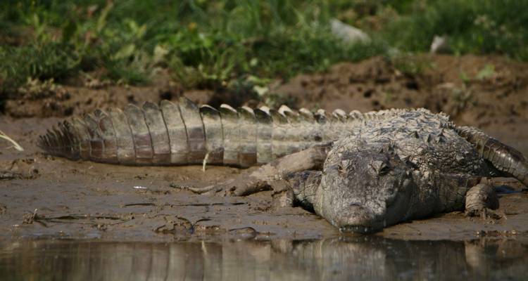 Triángulo de Oro con Tigres - Truly India Tours & Travels 2