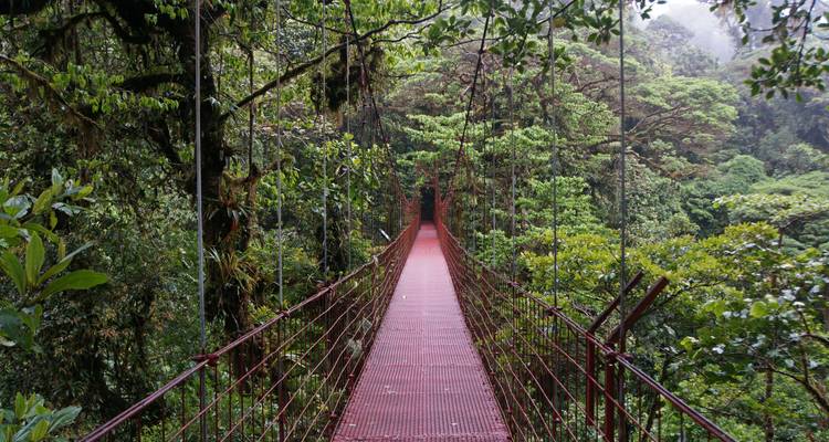 Pont rouge suspendu dans un environnement de forêt verte.