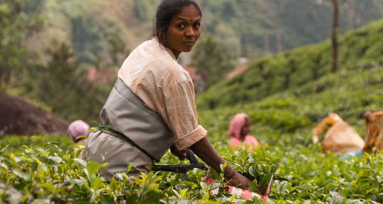 Desde Cochin: Kerala Clásica - Jardín de Té - Excursión por los remansos -  Taj Voyages Tours  3