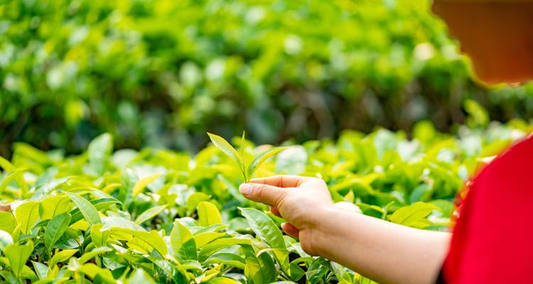 Desde Cochin: Kerala Clásica - Jardín de Té - Excursión por los remansos -  Taj Voyages Tours  7