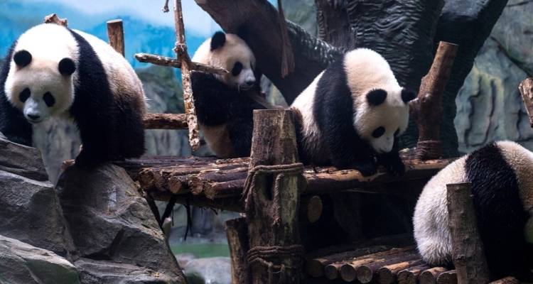 13 Días Conoce a los Pandas y Esencia de China en familia (guía y conductor privados） - UME Travel Co. Ltd 3