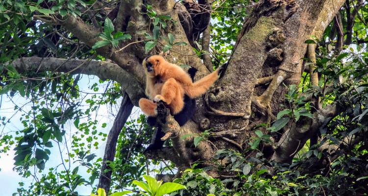 Aventure douce au nord du Vietnam - Exploration du parc national de Cuc Phuong - 10 jours/9 nuits - Ideal Travel Asia 7