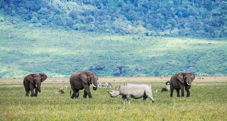 5-Days Fly-in from Zanzibar private Luxury safari Serengeti, Ngorongoro & Tarangire - African Polecat Safaris 4