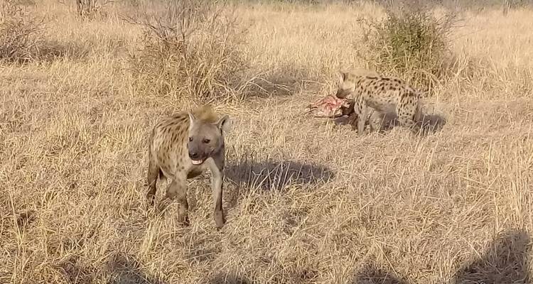 4 Day | Royal Marloth Kruger National Park - Timeline Travel DMC 3