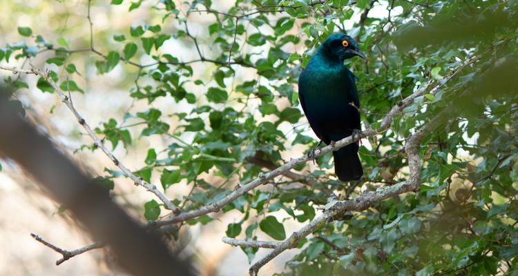 4 Day | Royal Marloth Kruger National Park - Timeline Travel DMC 6