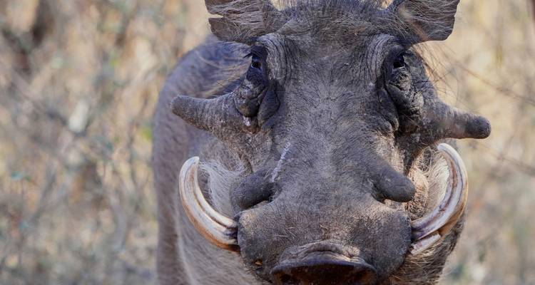 4 Day | Royal Marloth Kruger National Park - Timeline Travel DMC 7