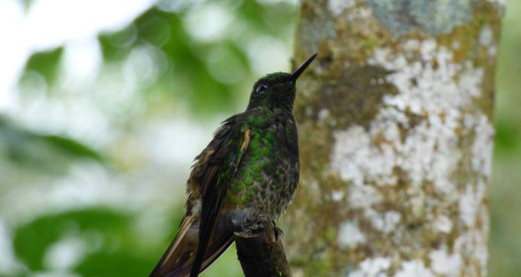 Pure Nature in Northern Ecuador - 7 Days - Authentic Ecuador 1