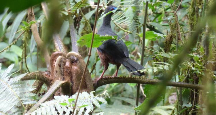 Pure Nature in Northern Ecuador - 7 Days - Authentic Ecuador 6