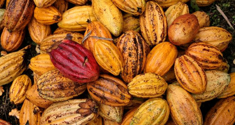 Pure Nature in Northern Ecuador - 7 Days - Authentic Ecuador 9