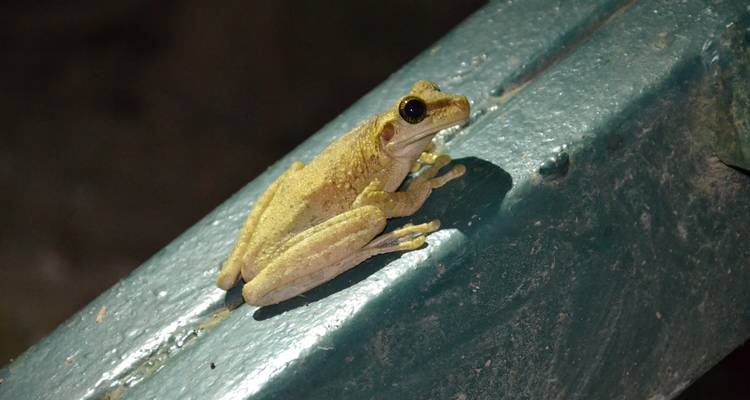 Pure Nature in Northern Ecuador - 7 Days - Authentic Ecuador 10