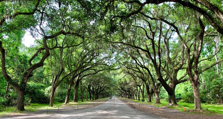 Southern Charm Holiday  (Charleston, SC to Jekyll Island, GA) (2025) - Collette 2