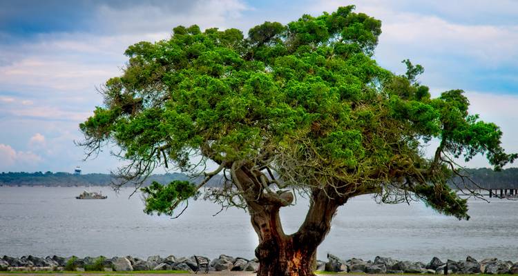 Southern Charm Holiday  (Charleston, SC to Jekyll Island, GA) (2025) - Collette 1