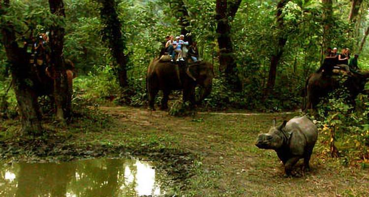 Des touristes sur des éléphants observant un rhinocéros dans la nature.