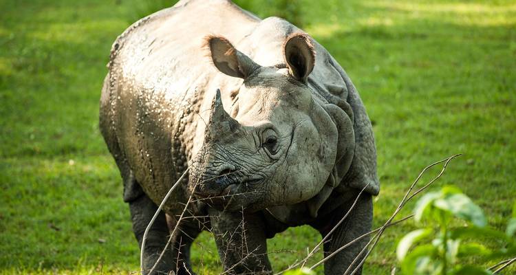 Gros plan d'un rhinocéros dans une zone herbeuse.