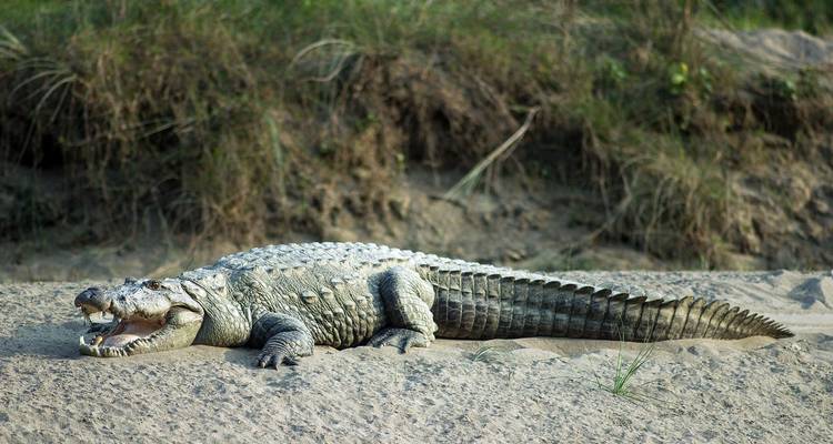 Crocodile allongé sur une berge sableuse avec la gueule ouverte.
