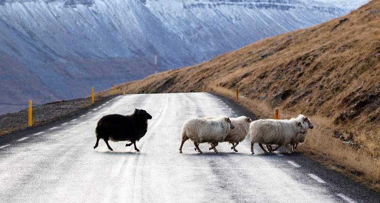 Combo aurores boréales - Westfjords et circuit guidé de l'Islande - 12 jours - GJ Travel 2