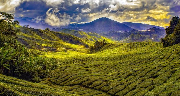 Best of West Malaysia in 11 Days (Private Custom) - Odynovo 8