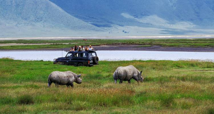 Safari-scène met neushoorns die grazen en een voertuig op de achtergrond.