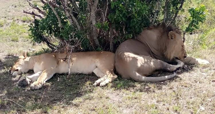 Safari dans la réserve d'Olpejeta - 3 jours et 2 nuits - MAJESTIC QUEST TOURS AND TRAVEL 4