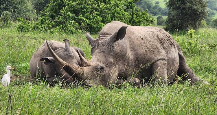 Safari dans la réserve d'Olpejeta - 3 jours et 2 nuits - MAJESTIC QUEST TOURS AND TRAVEL 7