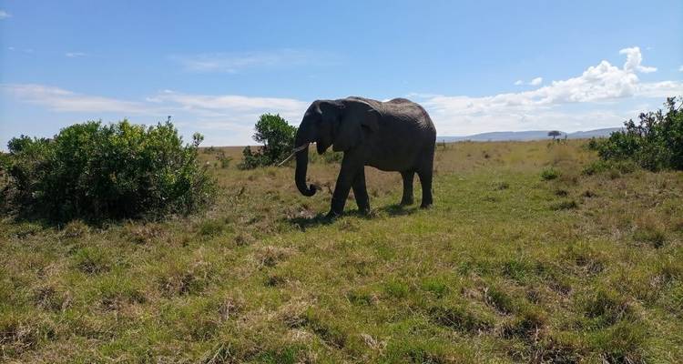 Safari dans la réserve d'Olpejeta - 3 jours et 2 nuits - MAJESTIC QUEST TOURS AND TRAVEL 10