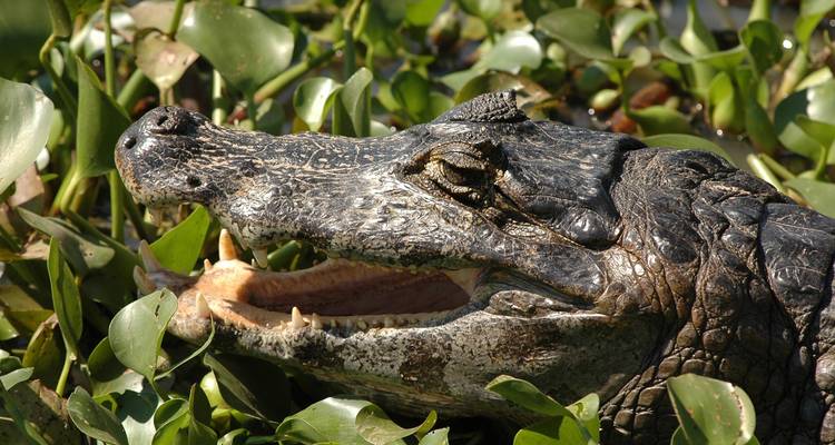 Río de Janeiro y la fauna del Pantanal - Nattrip 6
