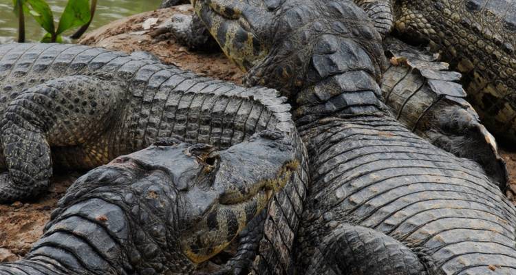 Río de Janeiro y la fauna del Pantanal - Nattrip 10