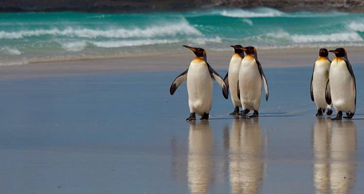 Círculo Polar Antártico, Georgia del Sur y Malvinas - M/V Sylvia Earle (Navidad) - Explore! 5