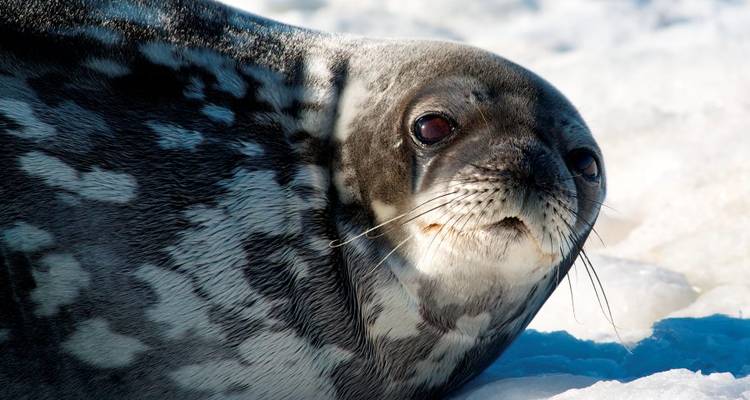 Círculo Polar Antártico, Georgia del Sur y Malvinas - M/V Sylvia Earle (Navidad) - Explore! 3