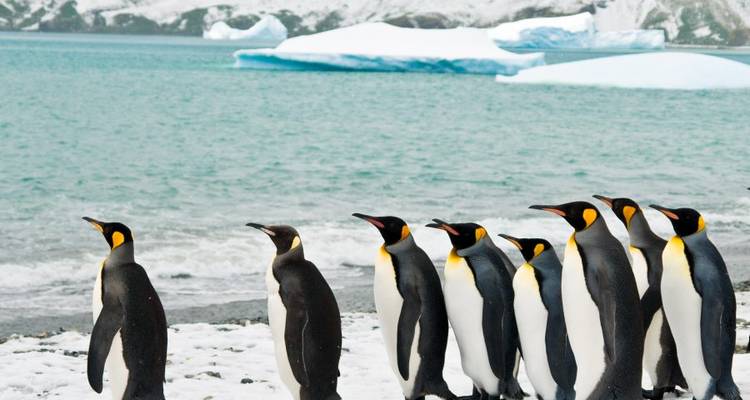 Círculo Polar Antártico, Georgia del Sur y Malvinas - M/V Sylvia Earle (Navidad) - Explore! 4