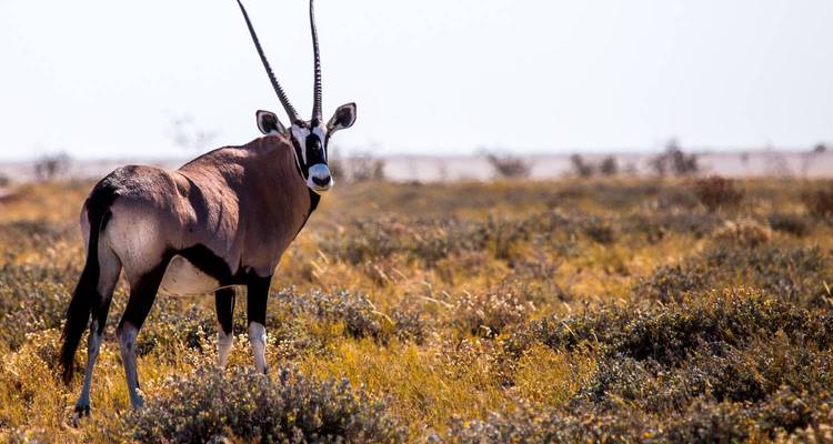 Windhoek: Etosha National Park To Sossusvlei - Local Safaris 1