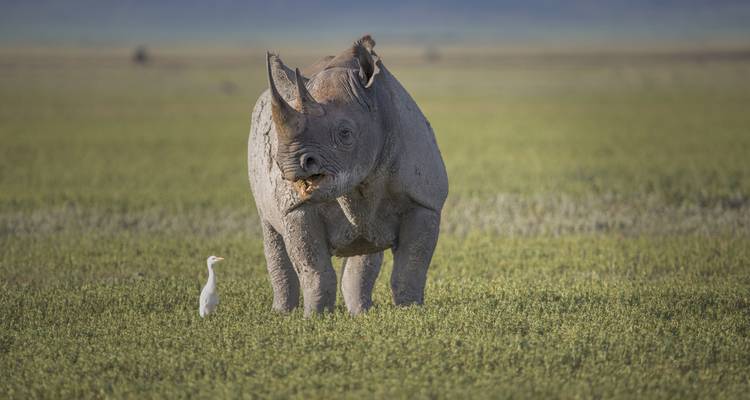 Neushoorn die staat in open grasland met een vogel in de buurt.
