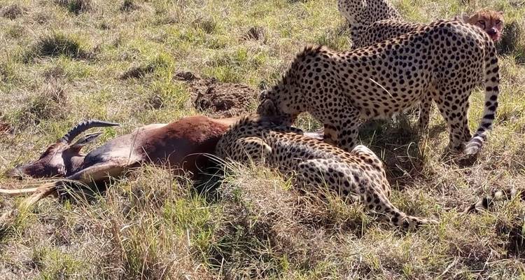 Safari por el Parque Nacional de Nairobi - MAJESTIC QUEST TOURS AND TRAVEL 2