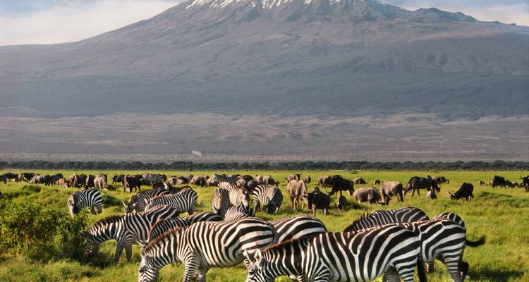 Safari por el Parque Nacional de Nairobi - MAJESTIC QUEST TOURS AND TRAVEL 4