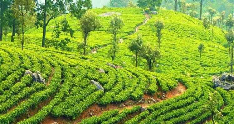 North & East Highlights - Mango Vacations 8