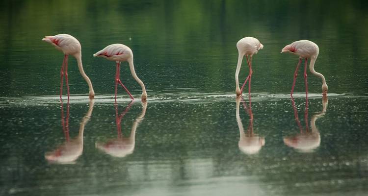 4-Days Private Midrange Safari from and to Zanzibar - African Polecat Safaris 2