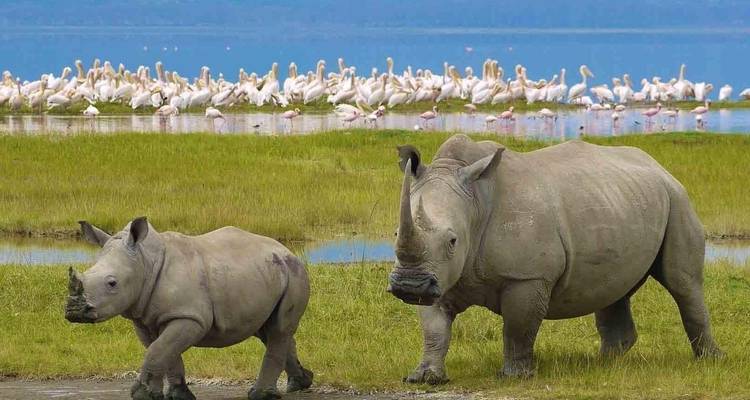 Safari Privado de 4 días: Parque Nacional del Serengeti - African Polecat Safaris 7