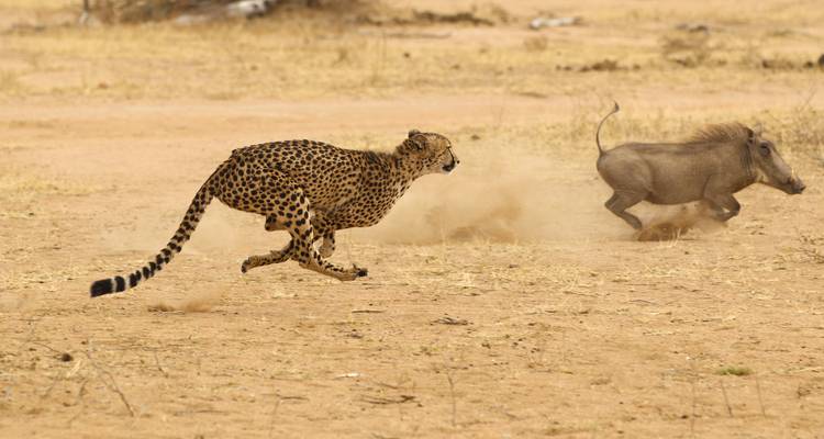 Safari privado de 4 días de media duración; Tarangire, cráter del Ngorongoro y cataratas de Materuni - African Polecat Safaris 3