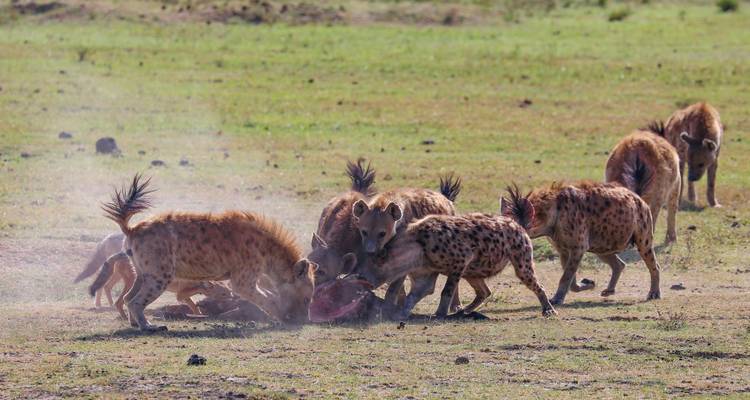 Safari privado de 4 días de media duración; Tarangire, cráter del Ngorongoro y cataratas de Materuni - African Polecat Safaris 7