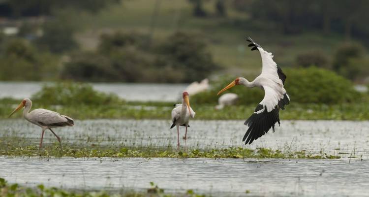 Excursion d'une journée au lac Naivasha, à Crescent Island et à Hells Gate. - MAJESTIC QUEST TOURS AND TRAVEL 1