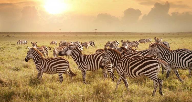 Excursion d'une journée au lac Naivasha, à Crescent Island et à Hells Gate. - MAJESTIC QUEST TOURS AND TRAVEL 3
