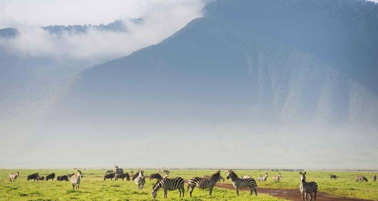 Safari privé de luxe de 5 jours : Tarangire, Serengeti et Ngorongoro - African Polecat Safaris 6