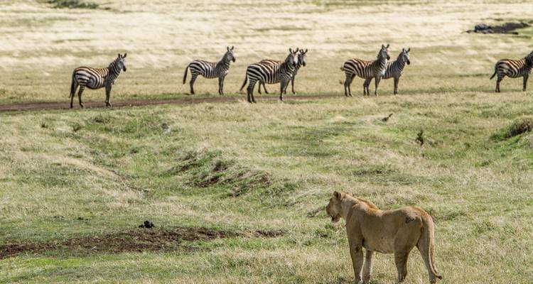10-Days Tanzania Private Luxury Safari - African Polecat Safaris 7