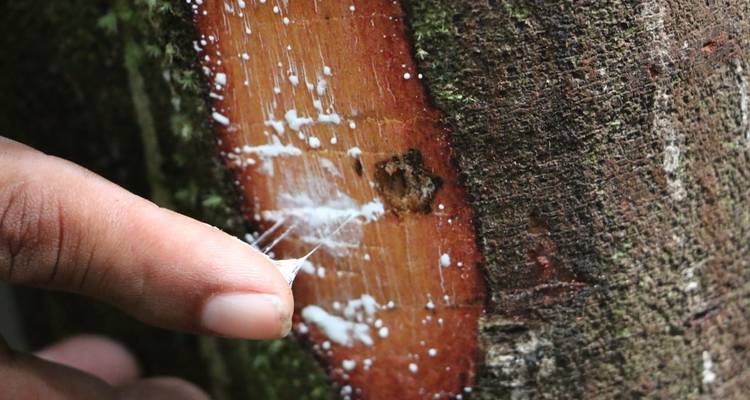 Expérience de survie en Amazonie - Nattrip 1