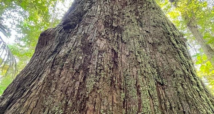 Trekking en Amazonie - Nattrip 6