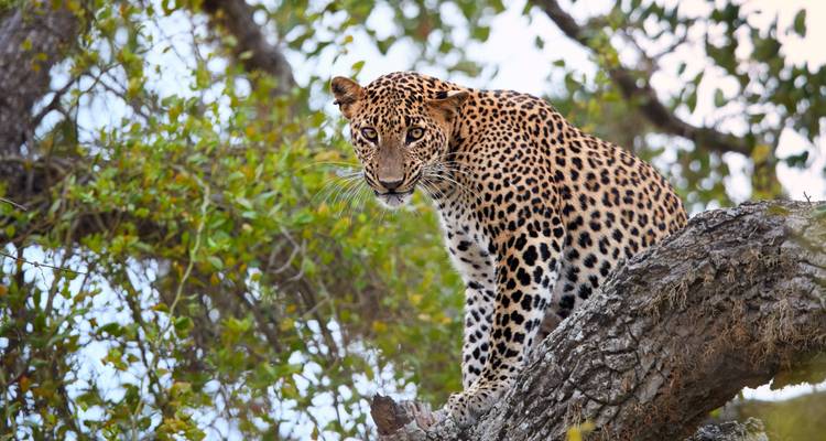 Sri Lanka de cerca: El libro de la selva y aventuras en la isla - journaway 6