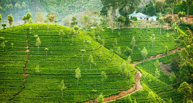 Sri Lanka de cerca: El libro de la selva y aventuras en la isla - journaway 2