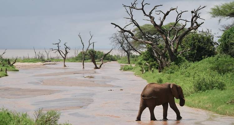 1-Day Tarangire National Park Private Safari - African Polecat Safaris 4