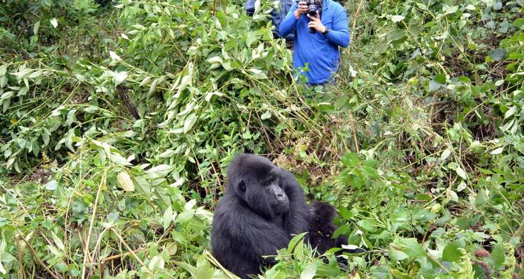 Uganda and Rwanda Hiking and Safari - DIAMIR Erlebnisreisen 2